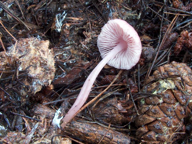 Mycena rosea